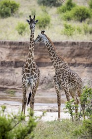 girafas-loja